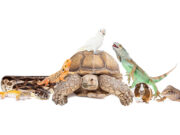 10 Reasons Why Exotic Pets Should Be Illegal? 10 Reasons Why Exotic Pets Should Be Illegal