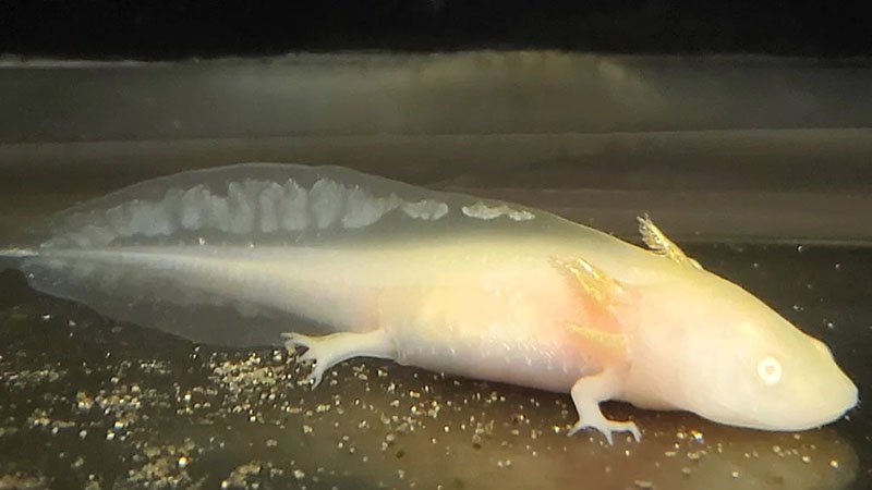 Albino Axolotl - Types of Axolotls