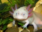 Axolotl (Mexican Walking Fish) – Biology, Habitat, Diet, Care & More Axolotl