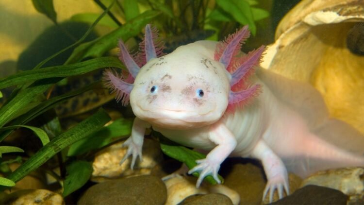 Axolotl