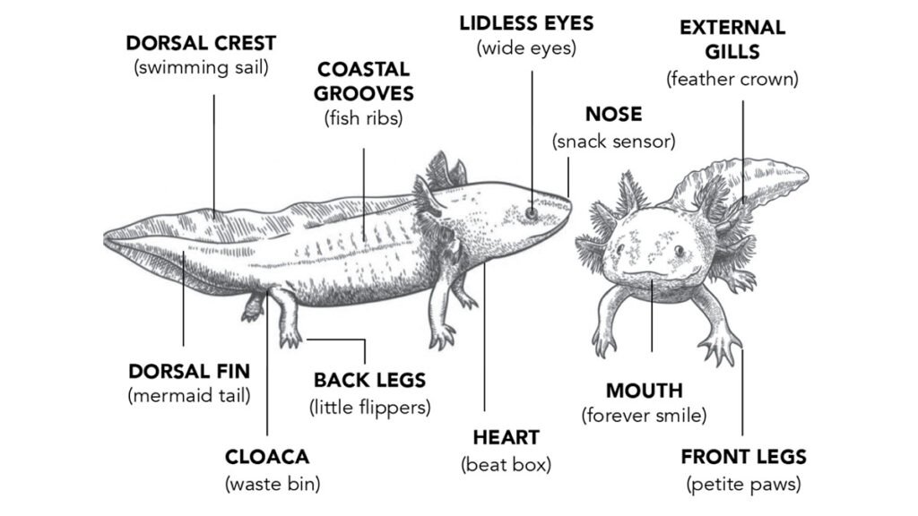 Axolotl Anatomy