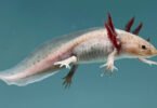 Axolotl Care Guide and Information for Beginners