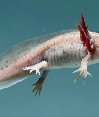 Beginner’s Ultimate Guide: Essential Axolotl Care and Tips Axolotl Care Guide and Information for Beginners