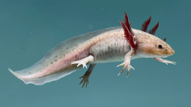 Axolotl Care Guide and Information for Beginners Axolotl Care Guide and Information for Beginners
