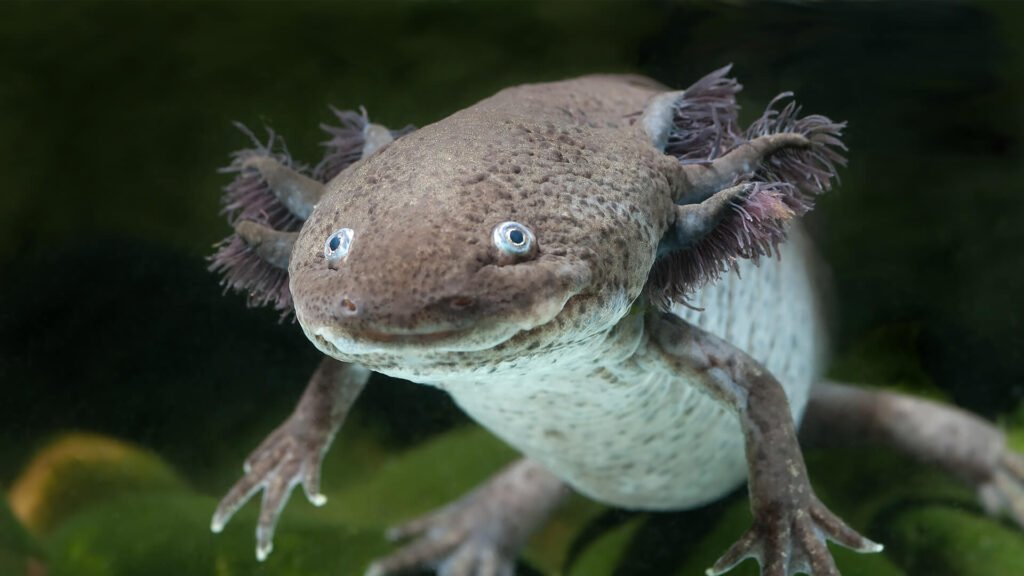 Axolotls Conservation Concerns