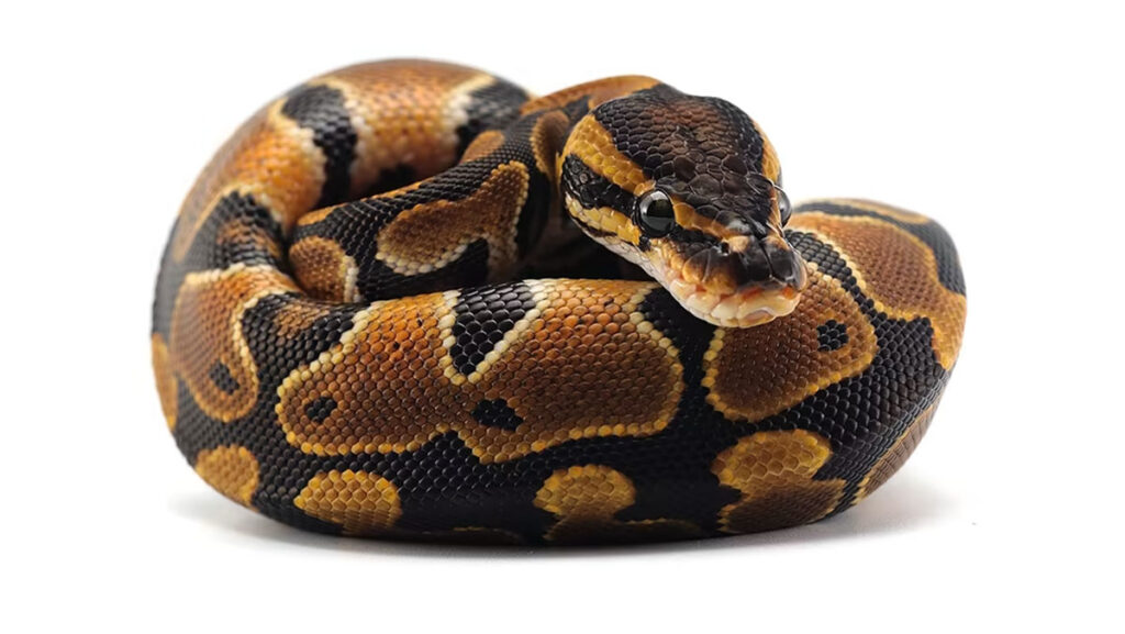 Ball Pythons - Exotic Pets