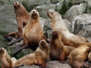 Seal Ownership: Can You Legally Keep Seals as Pets? Can You Legally Have Seals as Pets