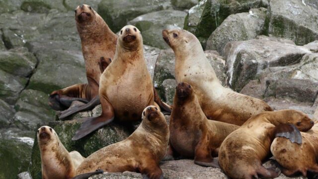 Can You Legally Have Seals as Pets Can You Legally Have Seals as Pets