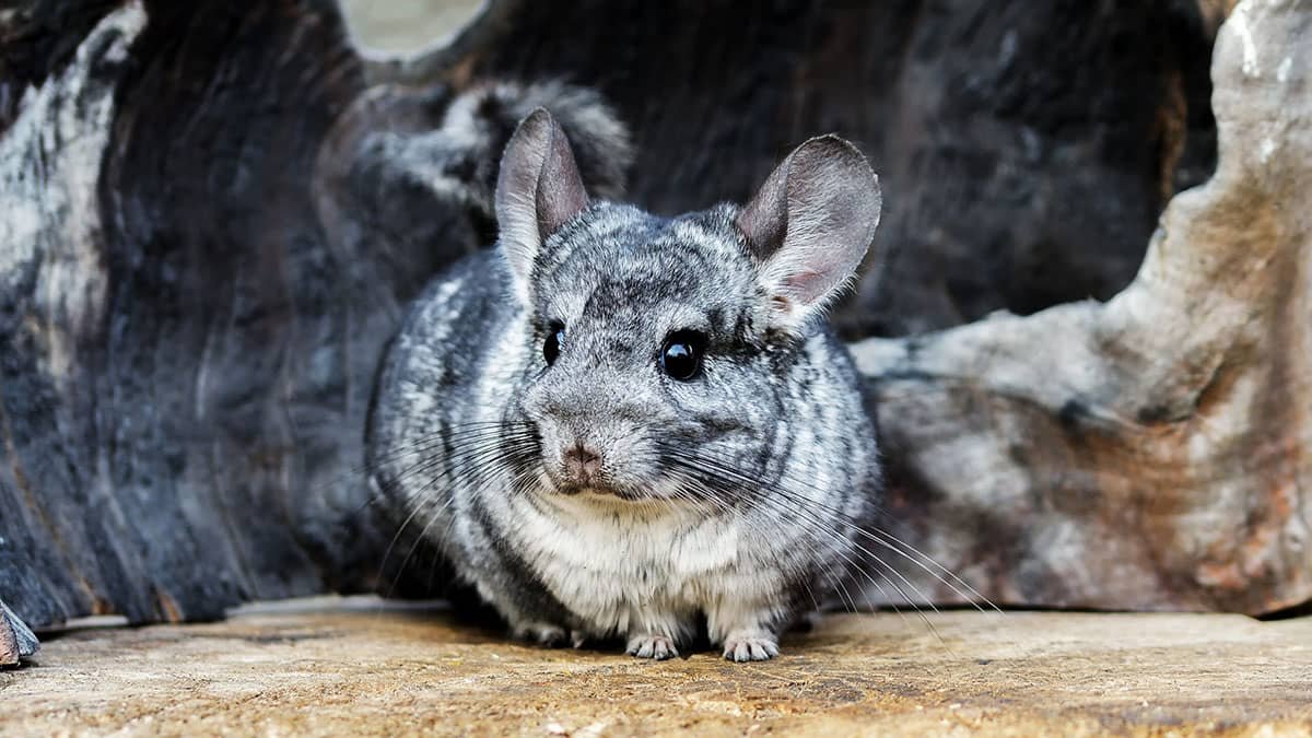 Chinchillas - Small Exotic Pet