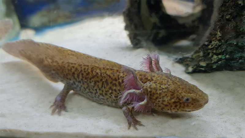 Copper Axolotl - Types of Axolotls