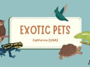 10 Exotic Pets That Are Legal in California and You Can Own Exotic Pets That Are Legal in California Which You Can Own