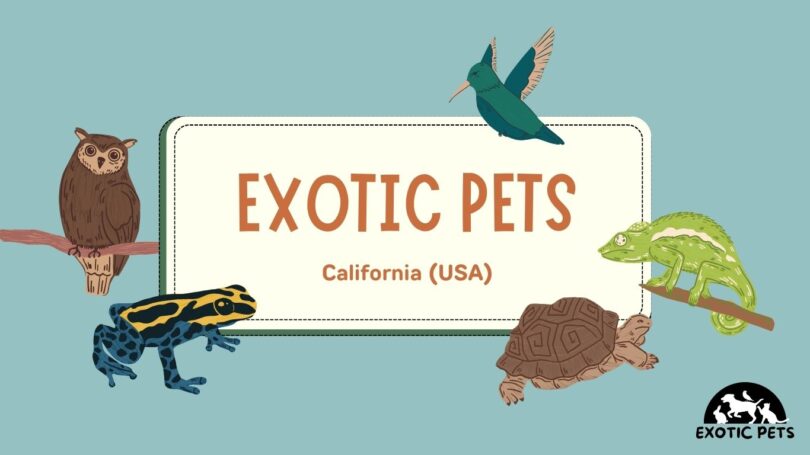 Exotic Pets That Are Legal in California Which You Can Own