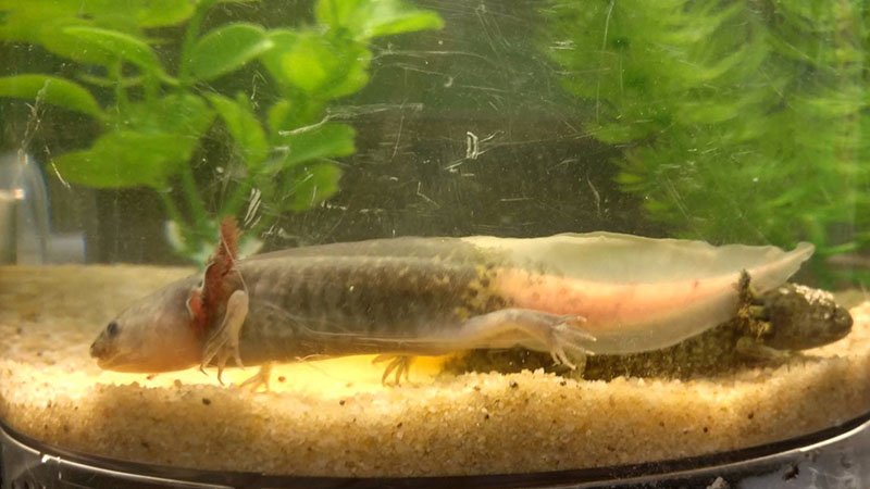 FireFly Axolotl
