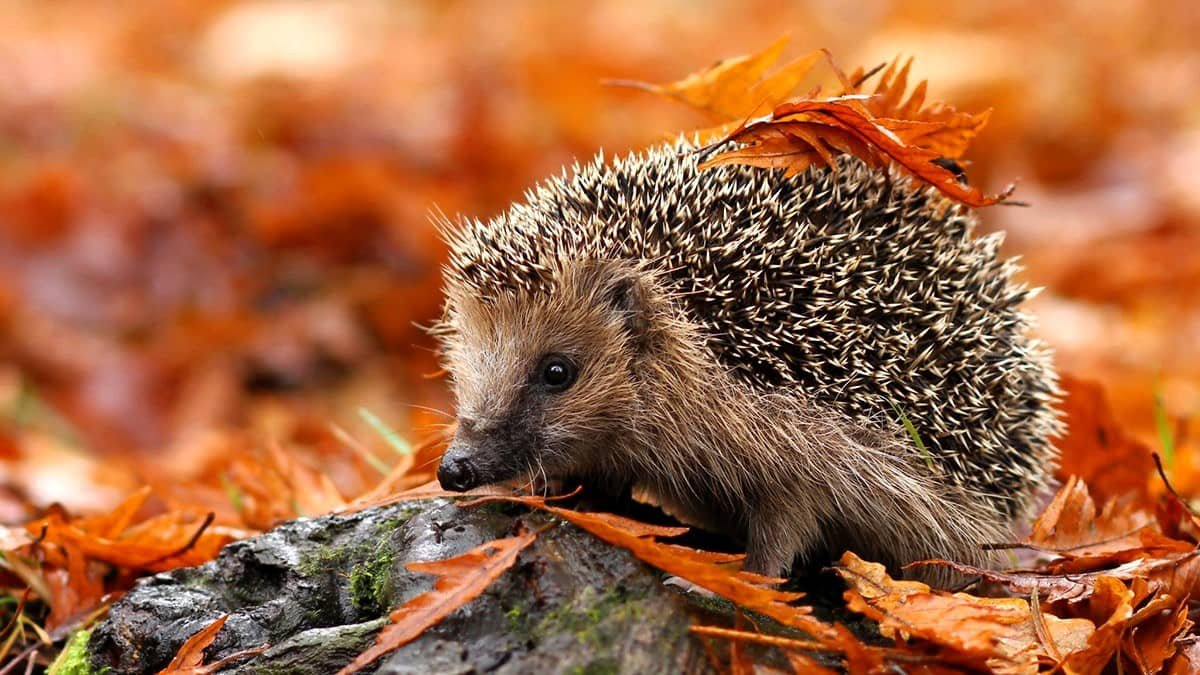 Hedgehog