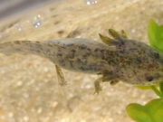 How to Identify a Mosaic Axolotl in Your Tank How to Recognize a Mosaic Axolotl in Your Tank