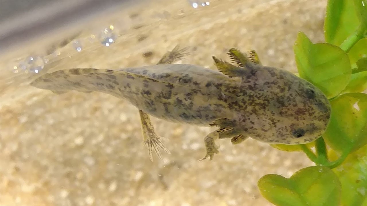 How to Recognize a Mosaic Axolotl in Your Tank