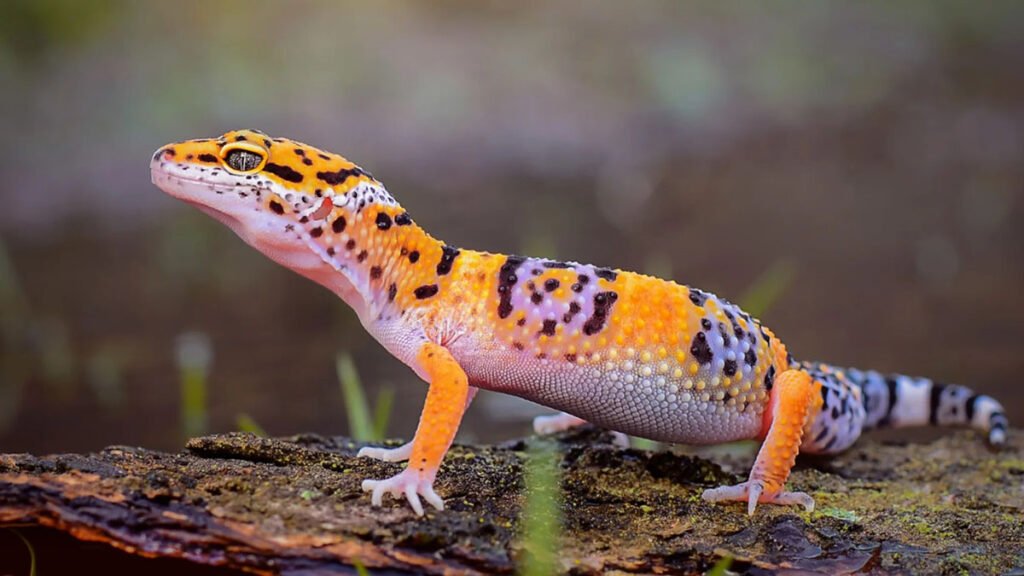 Leopard Gecko - Exotic Geckos