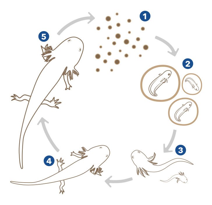 Life Cycle of an Axolotl