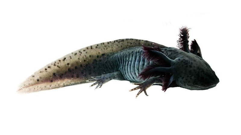 Melanoid Axolotl - Types of Axolotls