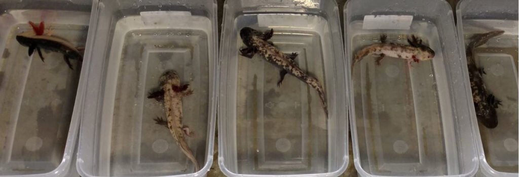 Mosaic Axolotl - Genetic Improbability