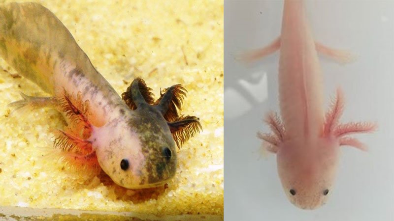 Mosaic Axolotl - Lateral Growth Asymmetry