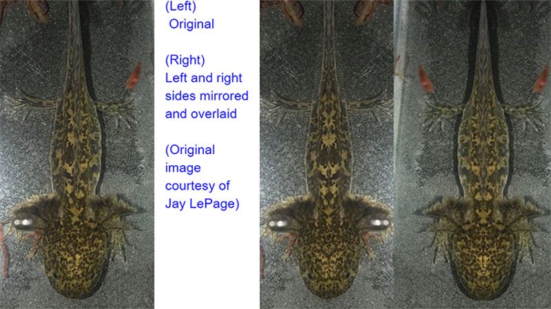 Mosaic Axolotl - Lateral Pattern Asymmetry