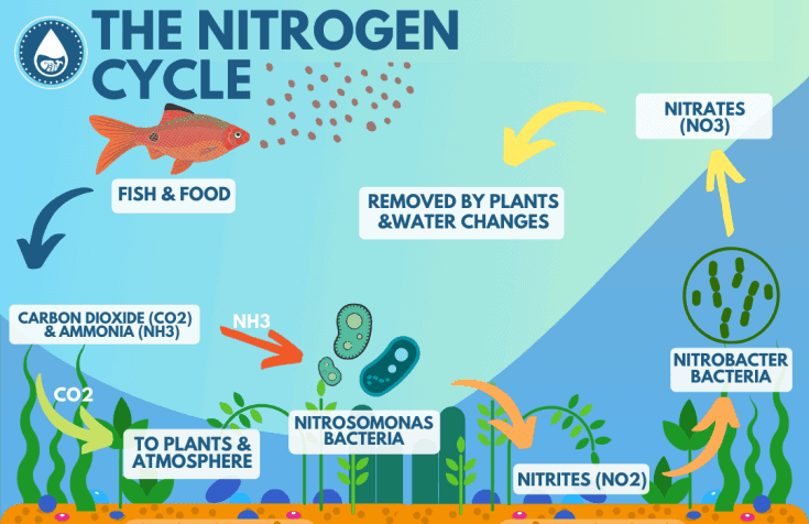 Nitrogen Cycle in Aquariums