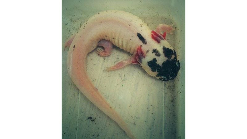 Piebald Axolotl - Rare Color Axolotl