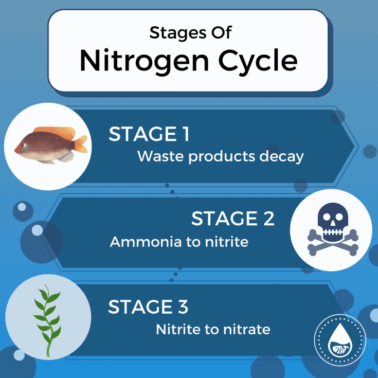  Nitrogen Cycle Stages
