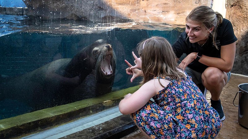 Seal in Columbus Zoo and Aquarium