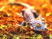 Should Exotic Animals Be Kept As Pets? Pros and Cons Should Exotic Animals Be Kept As Pets