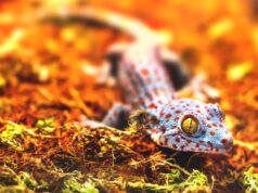 Should Exotic Animals Be Kept As Pets? Pros and Cons Should Exotic Animals Be Kept As Pets