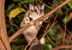 Sugar Glider Classification - Which Family Do They Belong To