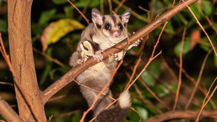 Sugar Glider Classification - Which Family Do They Belong To