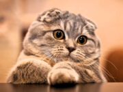 Top 10 Cats With Floppy Ears: Exploring Different Breeds Top 10 Cats With Floppy Ears