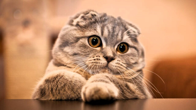 Top 10 Cats With Floppy Ears Top 10 Cats With Floppy Ears
