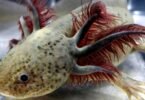 Axolotl Gill Development and Function