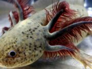 Understanding Axolotl Gill Development and Function Axolotl Gill Development and Function