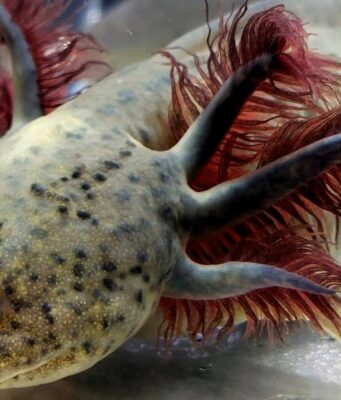 Understanding Axolotl Gill Development and Function Axolotl Gill Development and Function