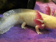 Understanding and Addressing White Spots on Axolotls White Spots on Axolotls