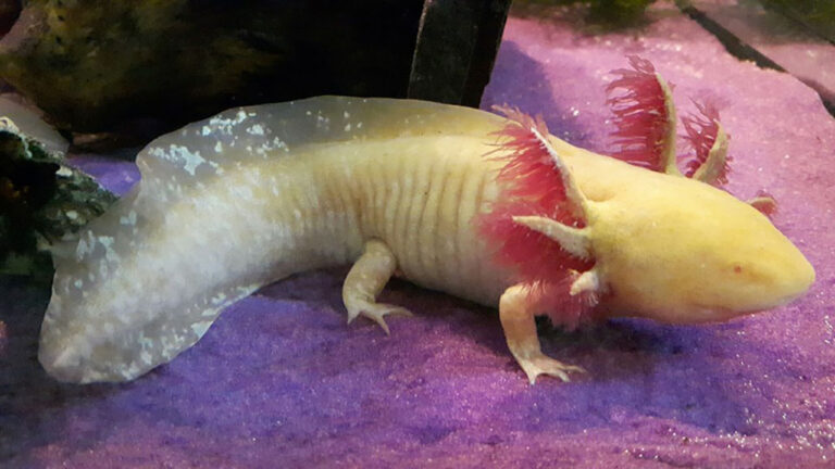 White Spots on Axolotls