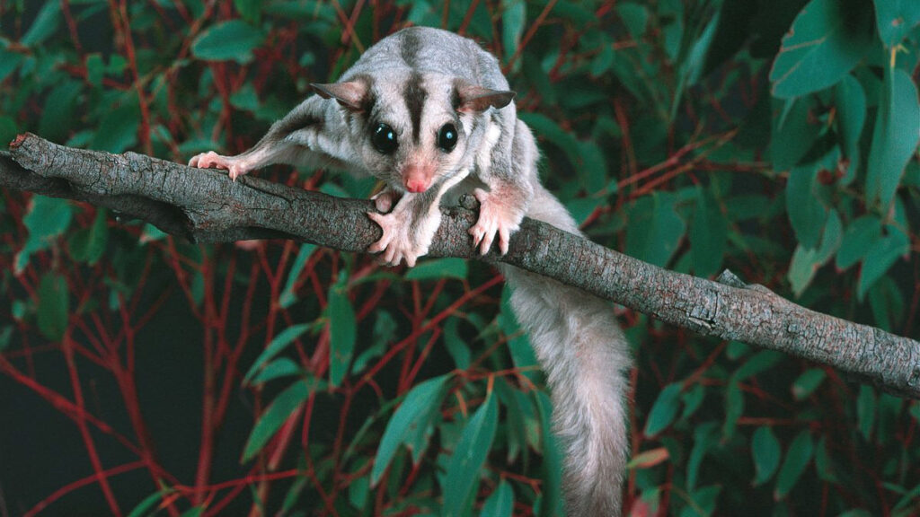 What is Sugar Gliders