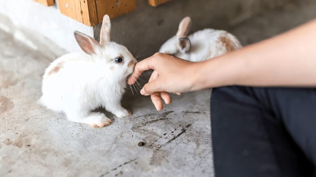 Rabbit Behavior Why Does My Rabbit Lick Me?