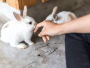 Rabbit Behavior: Why Does My Rabbit Lick Me? Why Does My Rabbit Lick Me