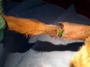 Quebec Takes a Stand Against Cosmetic Surgeries for Pets Quebec Takes a Stand Against Cosmetic Surgeries for Pets