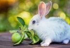 Can Rabbits Eat Apple