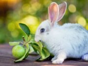 Can Rabbits Eat Apple? What Pet Owners Need to Know Can Rabbits Eat Apple