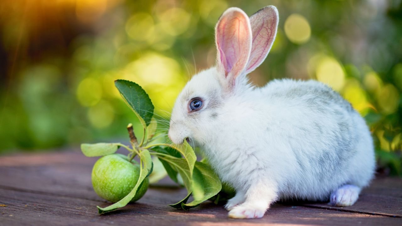 Can Rabbits Eat Apple