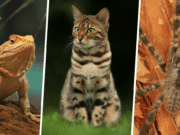 10 Unique Pets You Never Knew You Could Own (And How to Care for Them)