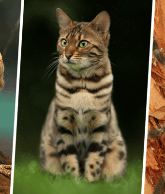 10 Unique Pets You Never Knew You Could Own (And How to Care for Them)